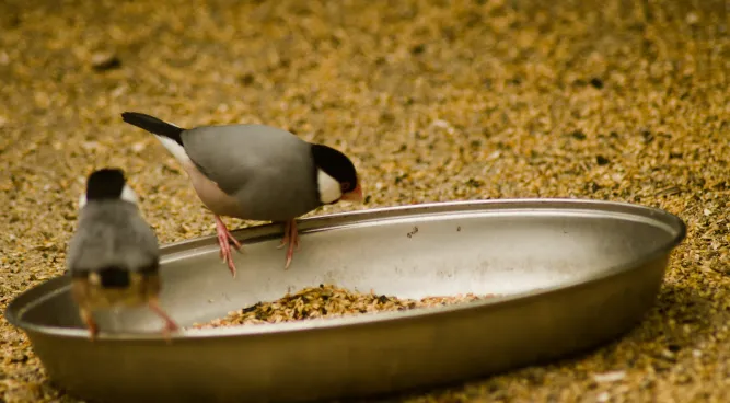 how to keep birds away from dog food and water