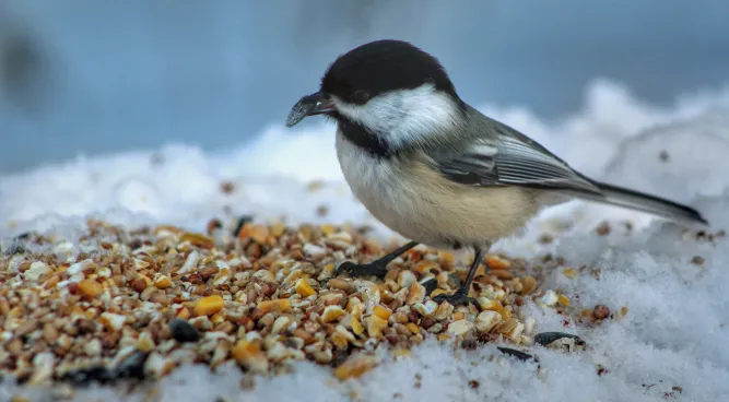 how do birds grind their food
