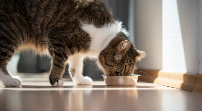 What Should I Do If My Dog Eats Cat Food