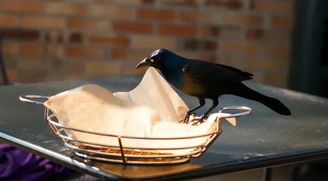 How to Keep Birds Away from Dog Food and Water