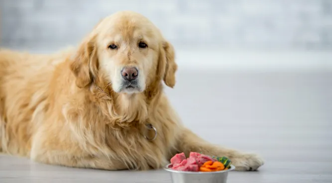 How Long Does It Take a Dog to Digest Food: Unraveling the Digestive Process