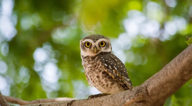 How Do Birds Get Their Food: A Fascinating Look into Avian Feeding Habits