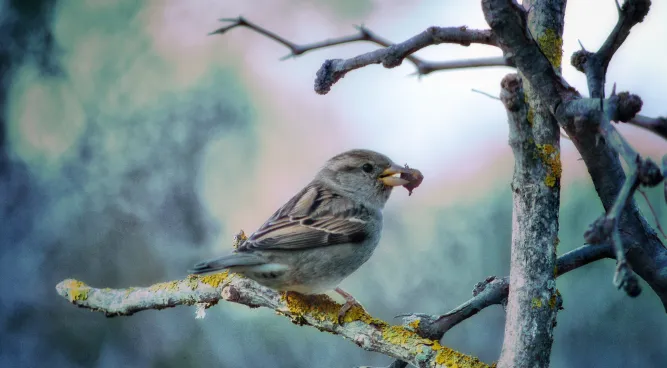 How Do Birds Grind Their Food
