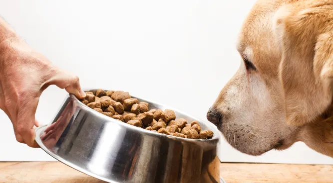 What to Put in Dog Food to Stop Eating Poop