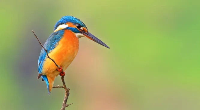 birds who find their food by sight