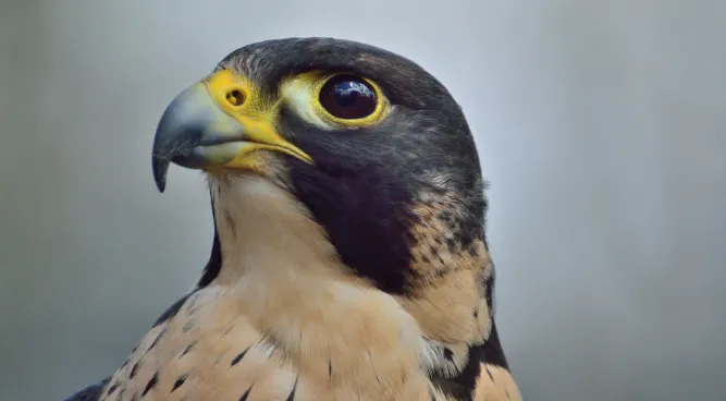 birds who find their food by sight