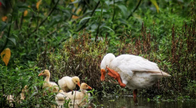 birds who find their food by sight