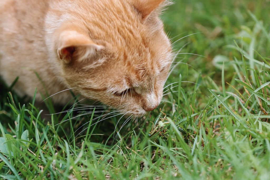 How to Keep Ants Out of Cat Food