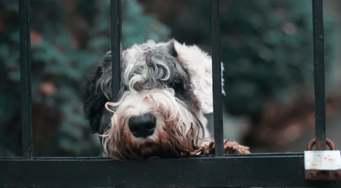 Dog Gates with Door