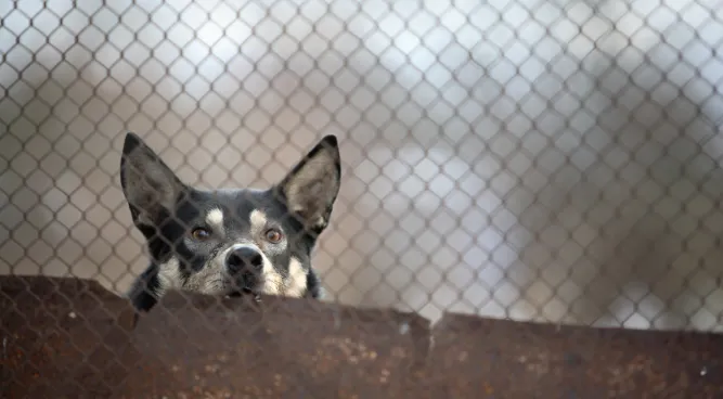 Dog Gates with Door