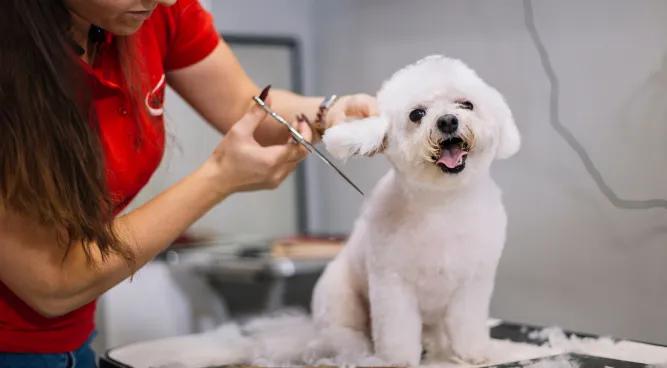 Happy Dog Grooming