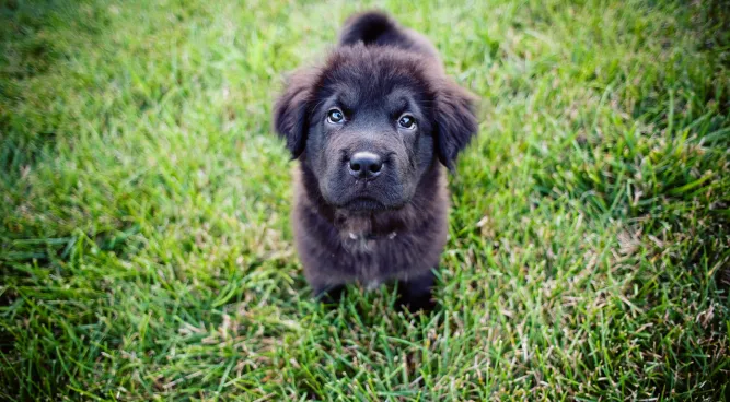 Purina Puppy Chow