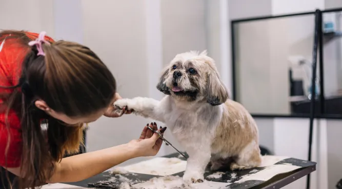 Happy Dog Grooming: Keeping Your Furry Friend Happy and Healthy
