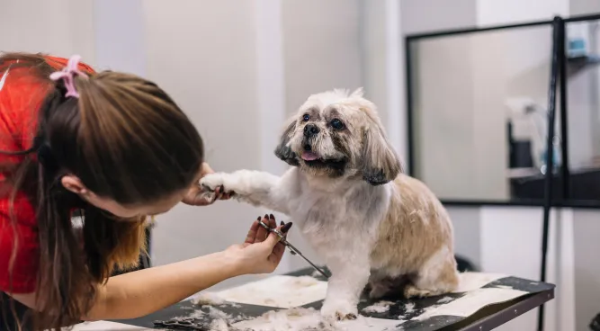 Happy Dog Grooming