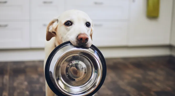 Bocce’s Bakery: Where Dog Treats Meet Wholesome Delights