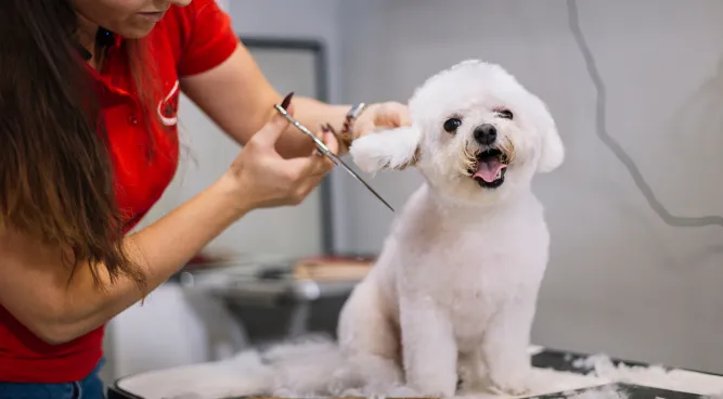 dog grooming jobs near me: A Comprеhеnsivе Guidе to Pursuing Your Passion