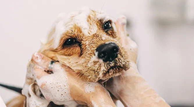 Salty Dog Grooming: Keeping Your Canine Companions Clean and Happy