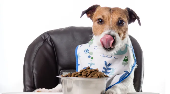 Dr. Marty Dog Food: Providing Optimal Nutrition for Your Furry Friend