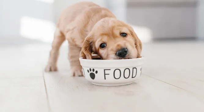 Puppy Chow Dog Food