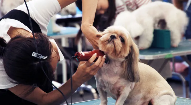 Lucky Dog Grooming: Kееping Your Furry Friеnd Looking Fabulous