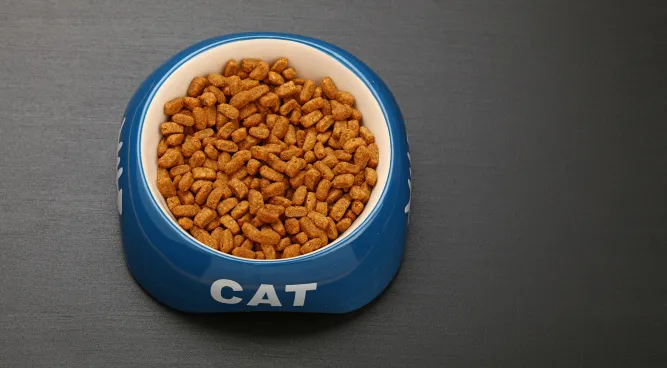 What Happens If My Dog Eats Cat Food: A Comprehensive Guide