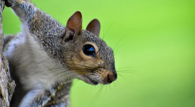 how to keep birds from eating dog food outside