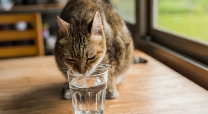 How Long Can a Cat Go Without Food