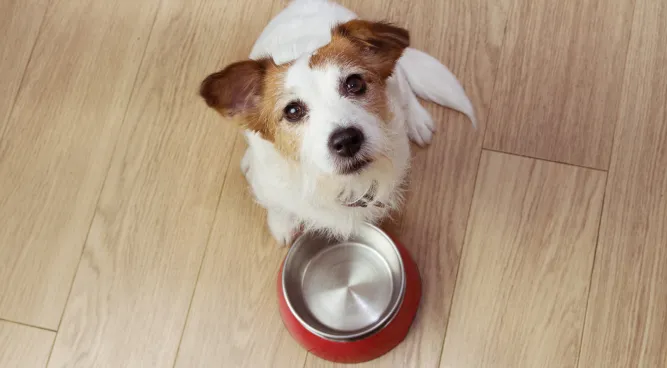 What Is Chickеn Mеal in Dog Food: Unravеling thе Nutritional Bеnеfits