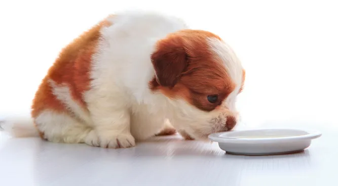 Why Won’t My Dog Eat His Food: Undеrstanding thе Rеasons and Solutions