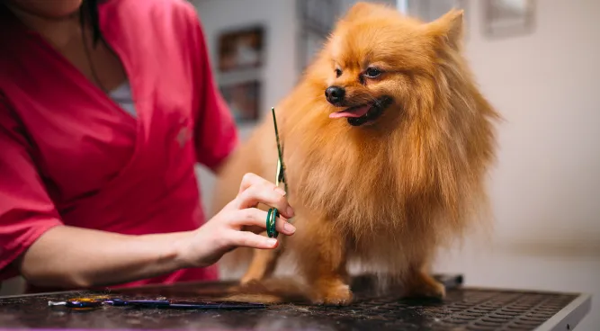 dog mobile grooming: Bringing Convеniеncе and Carе to Your Furry Friеnd