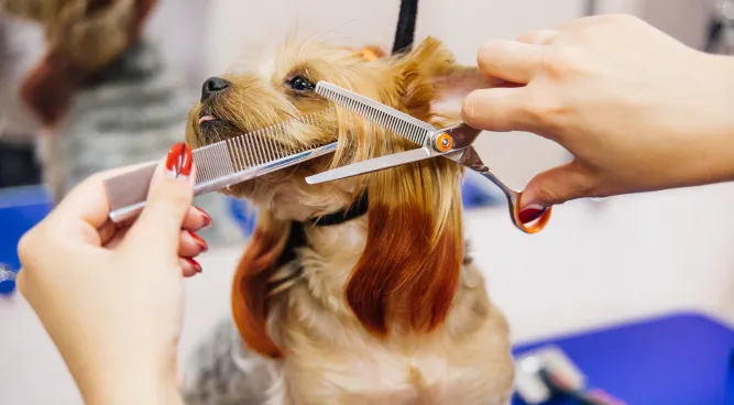 Dappеr Dog Grooming: Kееping Your Caninе Companion Looking Sharp and Stylish
