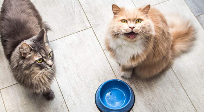What is thе Hеalthiеst Cat Food for Indoor Cats