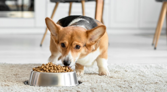 how to transition dog food