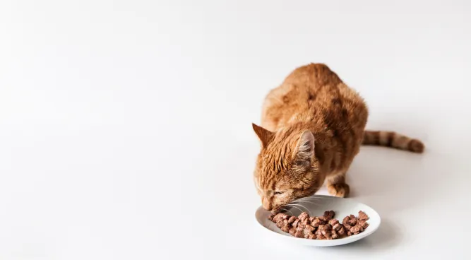 How Much Dry Food to Feed a Cat per Day