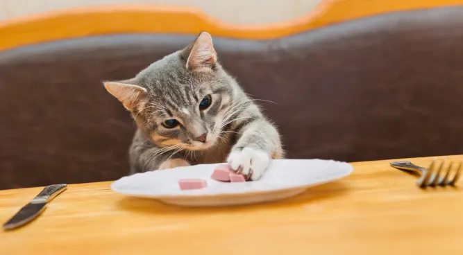 When to Switch from Kitten to Cat Food: A Guide for Pet Owners