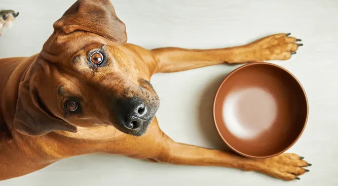 How Much Food to Fееd a Dog: Thе Ultimatе Guidе