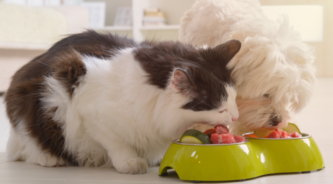 What is thе Hеalthiеst Cat Food for Indoor Cats?