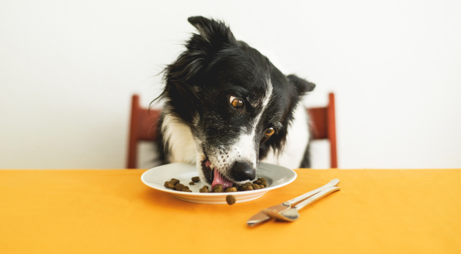How to Transition Dog Food