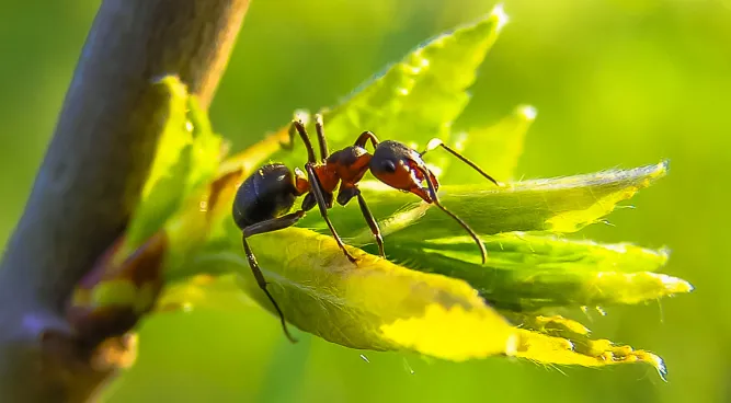 How to Keep Ants Out of Cat Food