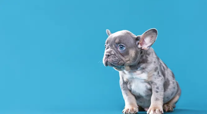 Merle French Bulldog