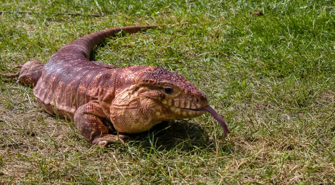 Red Tegu: The Fascinating Lizard of the South