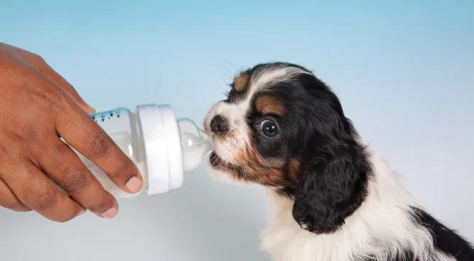 Is Goats Milk Good for Dogs