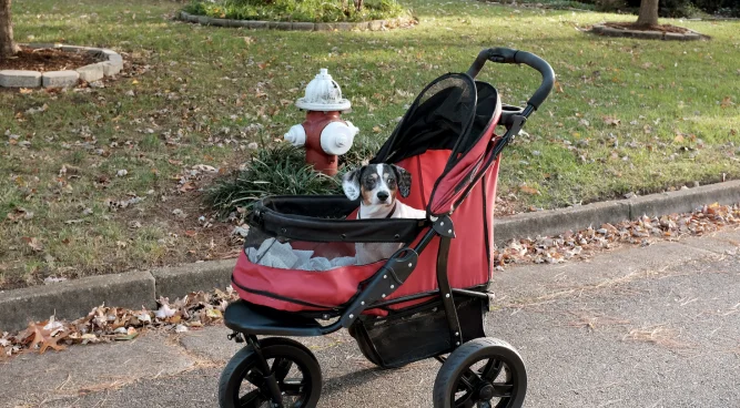 Pet Stroller Near Me