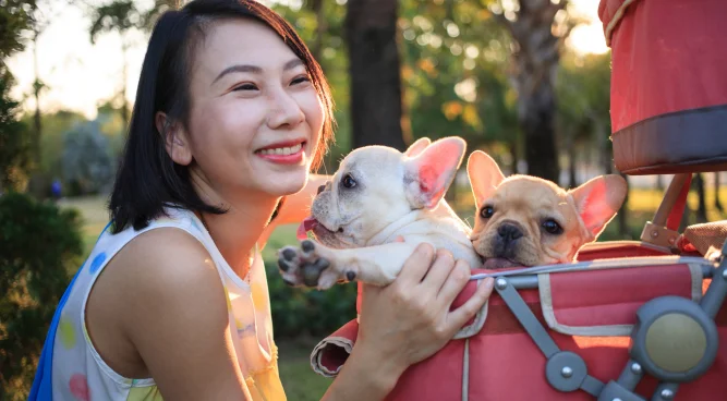 Discovering the Best Pet Stroller Near Me for Your Beloved Pets