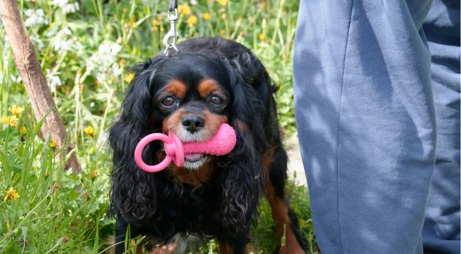 pacifier for dogs