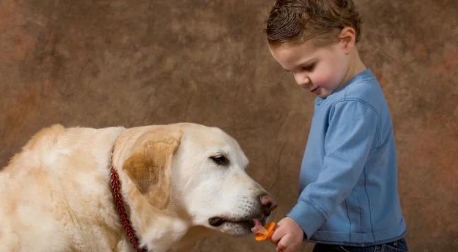 Pacifier for Dogs: Soothing Solutions for Canine Comfort