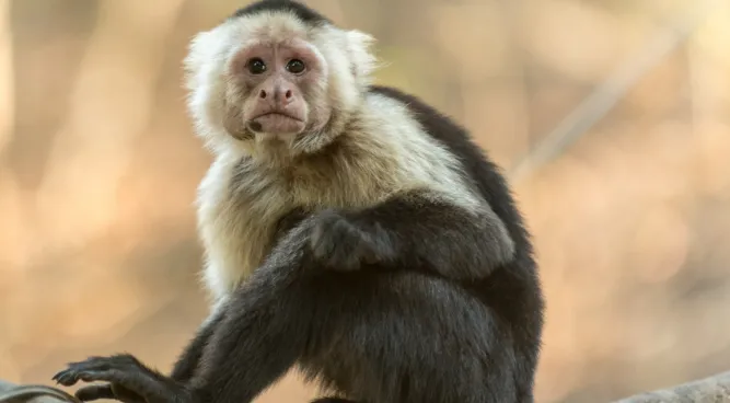 Albino Monkey: The Enigmatic White Primates