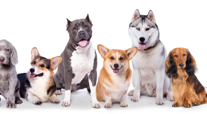 Spray-On Dog Deodorizer: Eliminate Pet Odors Effectively!