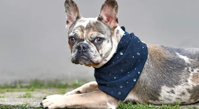 Merle French Bulldog