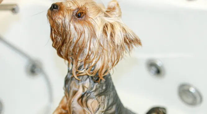 Dog Washing Station for Home